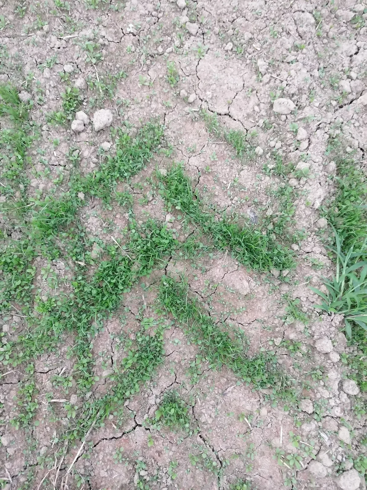 2024-08-06_Fahrspur_gute_Ru__ckverfestigung_Neuansaat_Sommer_2022 Kunstwiesen anzulegen ist eine Kunst