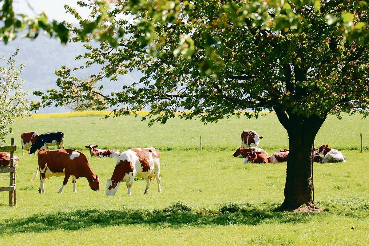 ffd98e818fb83cf305a4652900a588c6ba9b5c96 Die Produktionssystembeiträge sollen weiterentwickelt werden. Bei der Graslandbasierten Milch- und Fleischproduktion ist beispielsweise eine Begrenzung der Rohproteinzufuhr in Diskussion.(Bild BauZ)