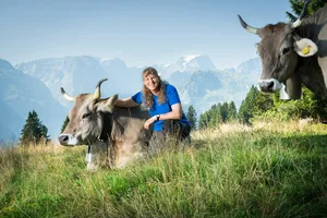 20 Original-Braunviehkühe plus noch einmal so viel Jungvieh leben auf dem Tschudiberg in Braunwald GL. Alle Kühe, die Margrit Streiff und ihre Familie betreuen, tragen Hörner.