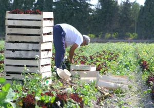 Die Coronakrise stellt die italienische Landwirtschaft vor grosse Herausforderungen. (Symbolbild Philippe LERIDON - stock.adobe.com)