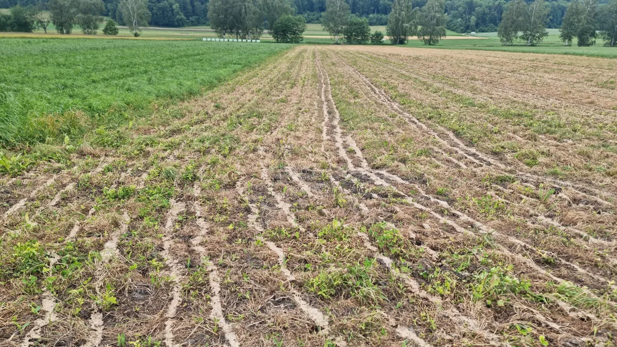 Schleppschlauch_feld 20240608_Schleppschlauch_Guelle_jin