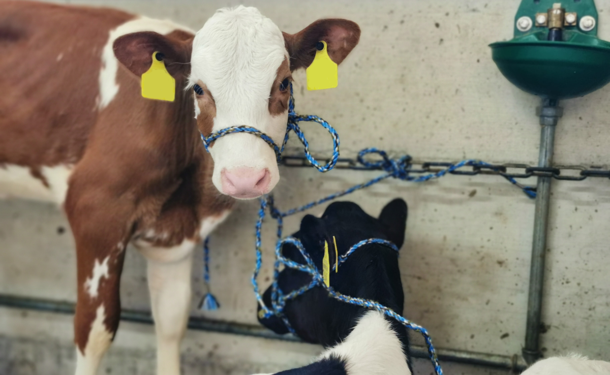 Rund hundert Kälber kommen am 4. Januar in Burgdorf in den Ring