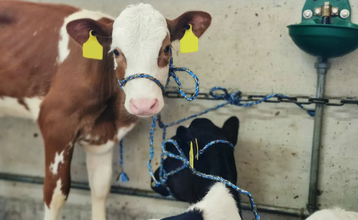 BZ_-_Artikel_diversOhrmarkenZensiert Rund hundert Kälber kommen am 4. Januar in Burgdorf in den Ring