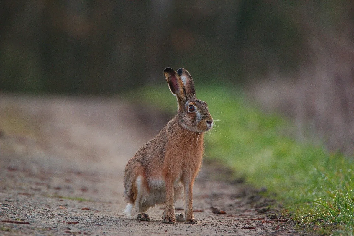 f3e540485d78eaba8dc984be76b98d24d250fedc In den meisten Mittellandkantonen seien Feldhasen und andere seltene Wildtiere nicht auf der Liste der jagdbaren Arten, schreibt die Revierjagd Solothurn. (Bild Pixabay)