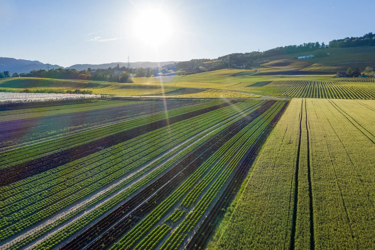 DG-2026-09-FO-KO Agroscope_Carole Parodi_cultures maraîchères_Vich_06.2019-0832 Im Gemüsebau ist die Umsetzung alternativer Pflanzenschutzmassnahmen schwierig, weil die Qualitätsanforderungen häufig nicht erfüllt werden können.