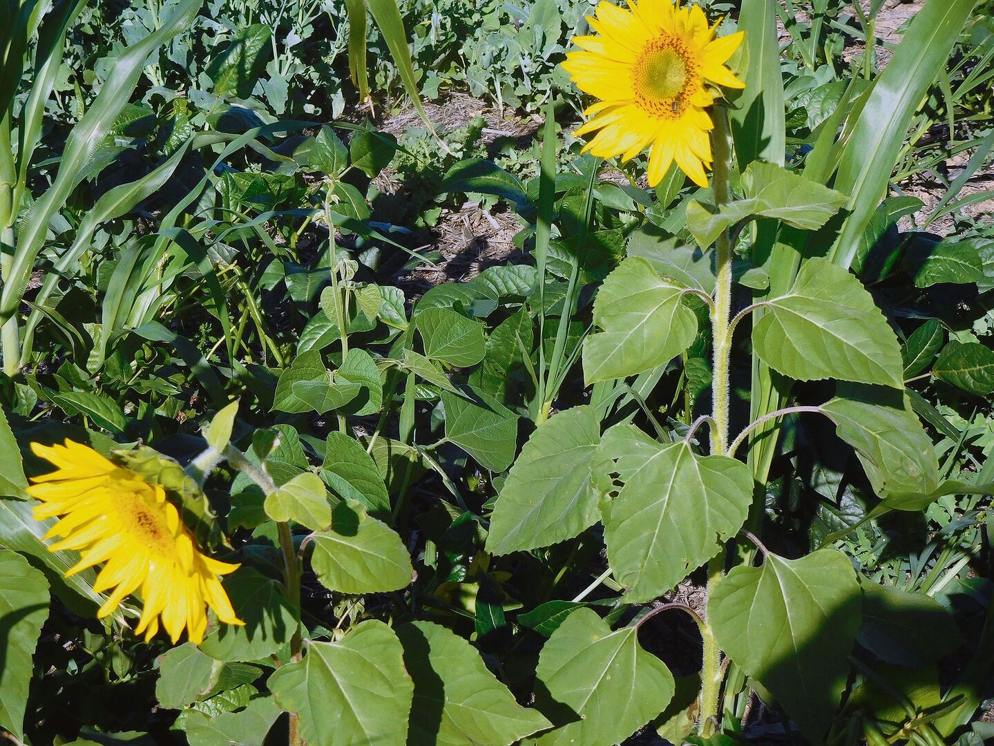 Auf der Weizenfarm wurde ein Gemisch verschiedener Bohnen, Buchweizen und Sonnenblume gesät.
