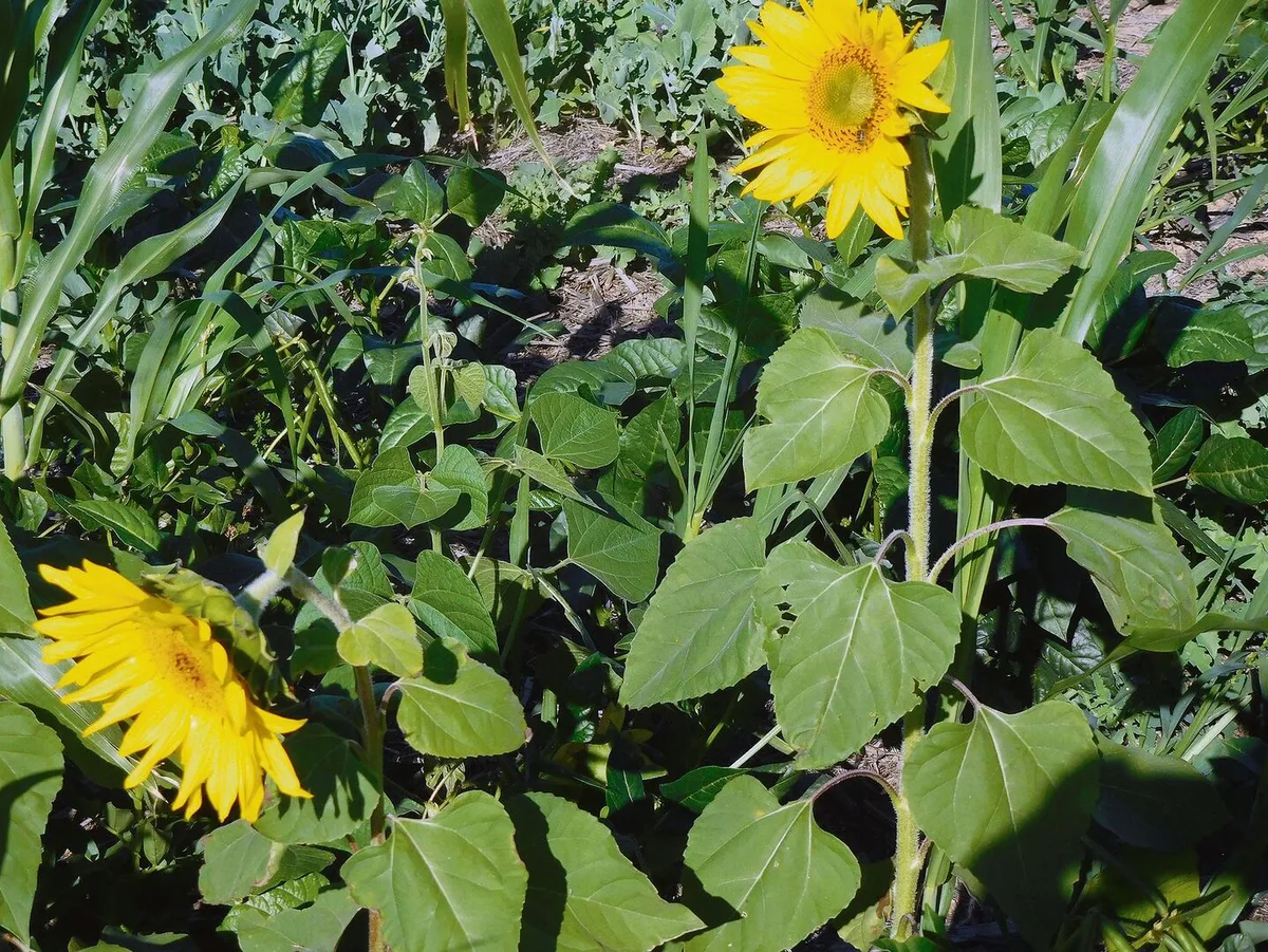 Auf der Weizenfarm wurde ein Gemisch verschiedener Bohnen, Buchweizen und Sonnenblume gesät.