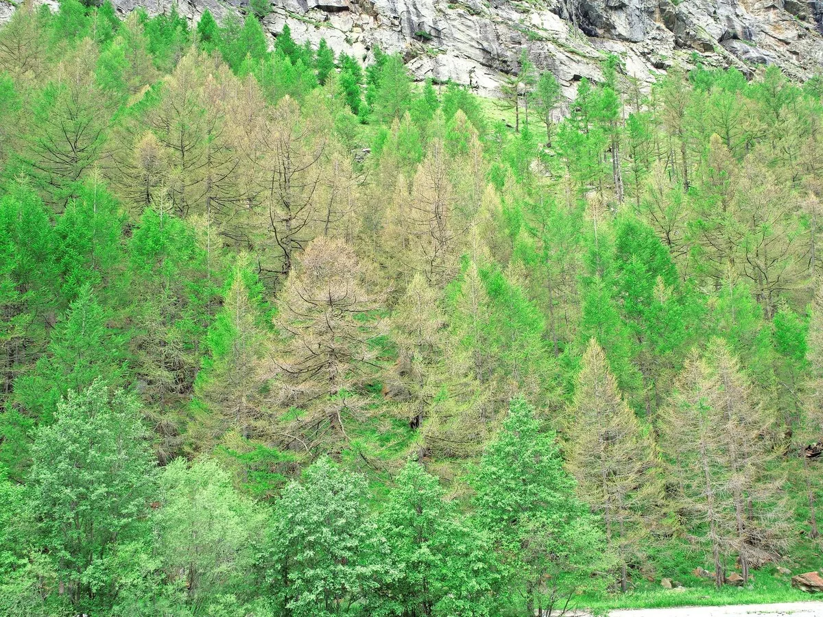 997fd6f9c556e9b98e354b7b757799a10d3d9859a7f99ff77b069cd29cd49e86 Lärchen im Saastal mit Frassschäden durch den Orangegelben Breitflügelspanner.