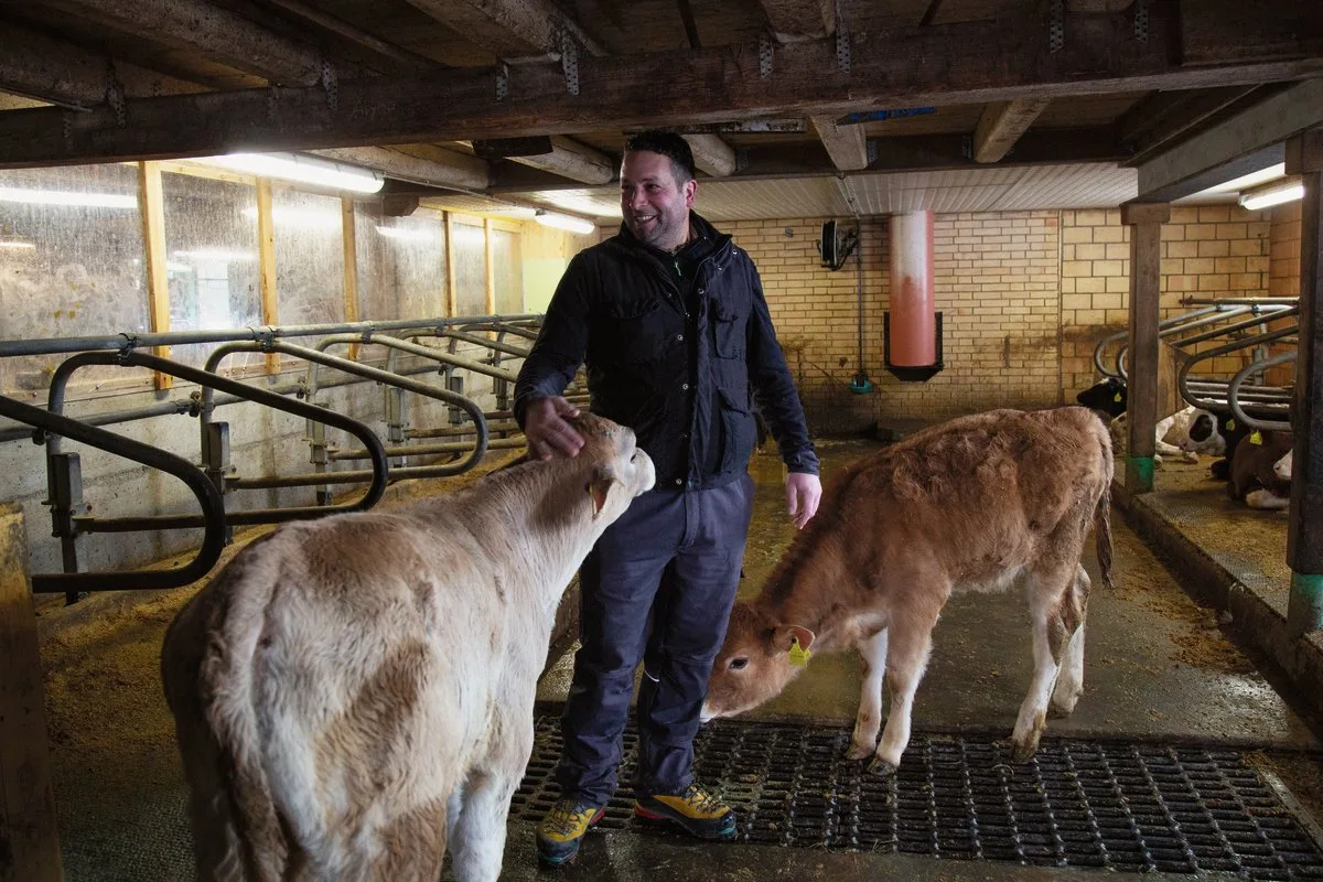 4d6a2c6b21be44d87143ba83f95048999356e981 Der Kälberstall hat Hochboxen, eine Lüftung und einen Auslauf.Die 23 Kälber füttert Philipp Hertig ad libitum mit Milchpulver. Bild: Pia Neuenschwander