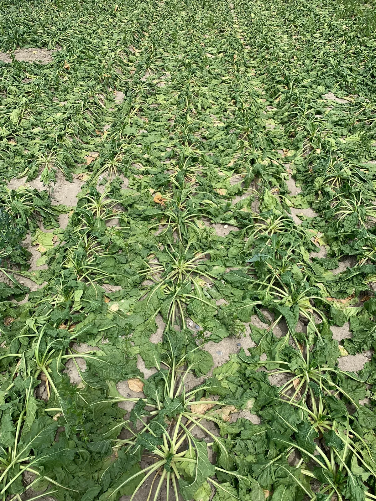WhatsApp_Image_2022-07-15_at_14.47.34 Der Befall mit Cercospora-Blattflecken ist noch moderat