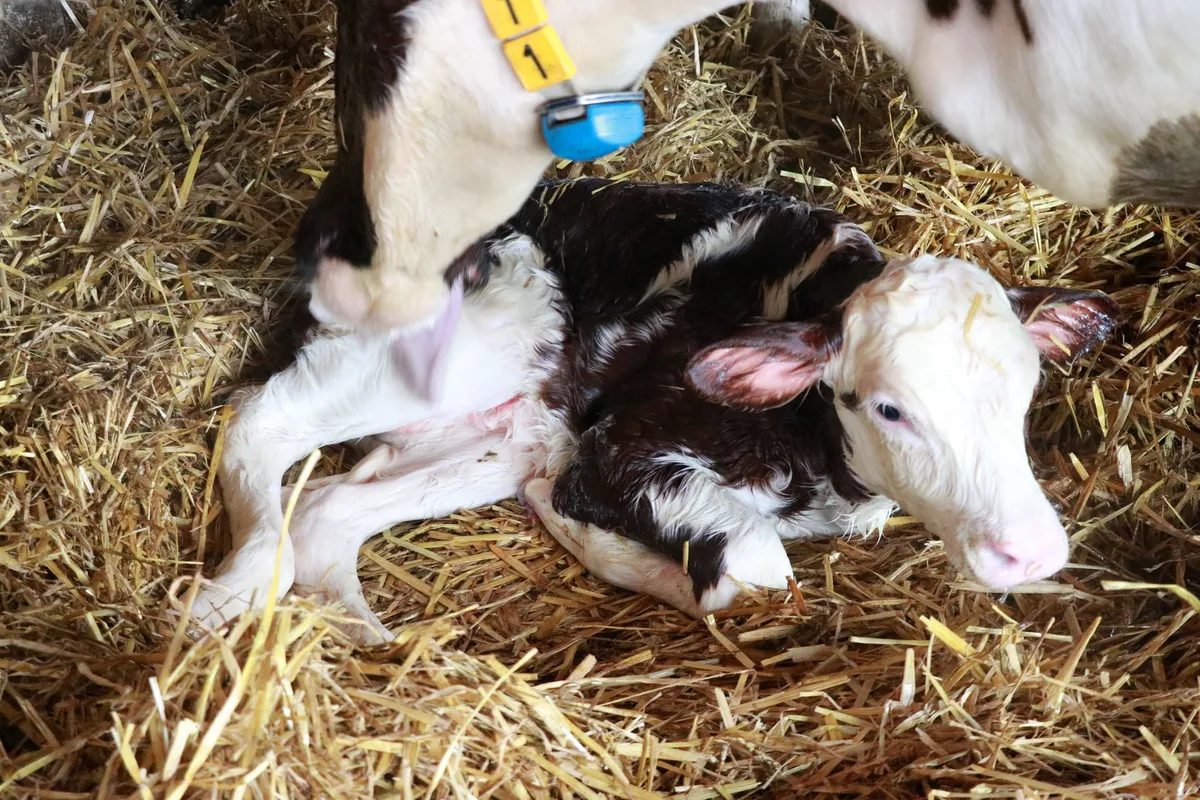 Die Holstein-Rasse ist vermehrt von Nabelbrüchen betroffen