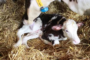 In den ersten Lebenswochen sollte das Kalb regelmässig auf Nabelerkrankungen untersucht werden. Nicht selten können Nabelbrüche und -entzündungen auftreten.
