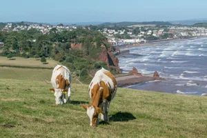 Die britische Landwirtschaft musste sich bisher nicht mit Wassermangel auseinandersetzen und ist entsprechend nicht daran angepasst. Hitze und Trockenheit werden für weidende Tiere jetzt ebenso zum Problem, wie für durstige Kulturen wie Kartoffeln, die laut «Guardian» in einigen der trockensten Gebieten des Landes angebaut werden.