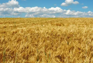 Die durchschnittlichen Erträge und Proteingehalte der Winterweizensorten liegen 2019 im ÖLN-Anbau bei 80,5 dt/ha bzw. 14,1% und bei 74 dt/ha bzw. 13,6% im Extenso-Anbau.(Bild BauZ)