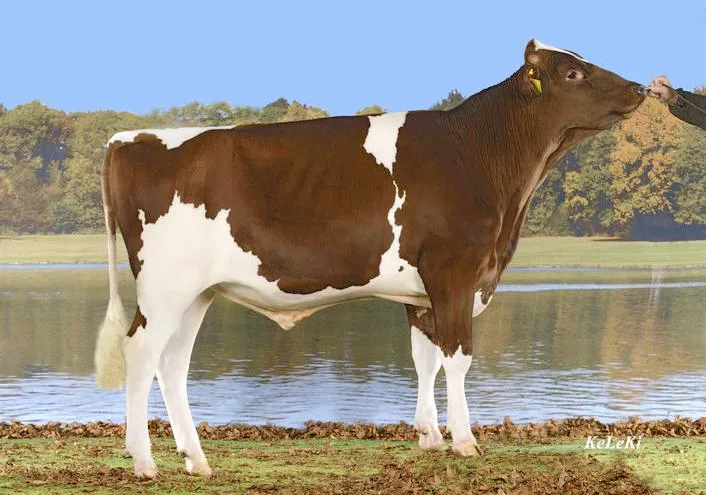 ec5228145f85ceeae474f5185fcde30e9fc9ba24 Der vieleingesetzte und hornlose Stier Trachsels Ladd Hardy hat jetzt ein Nachzuchtprüfungsresultat. (Bild KeLeKi)