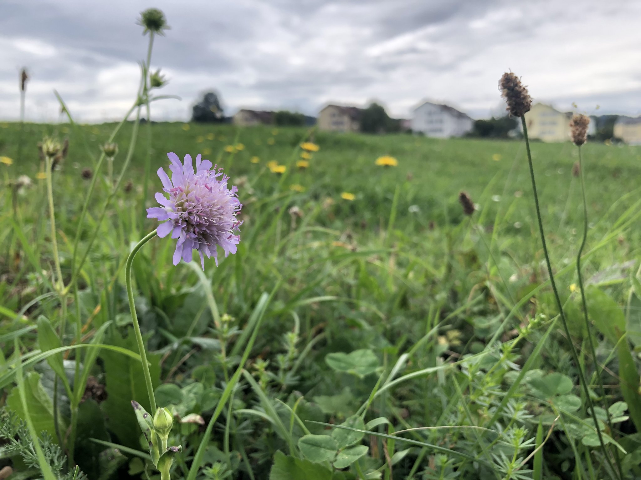 Was die Biodiversitäts-Initiative für die Landwirtschaft bedeuten würde