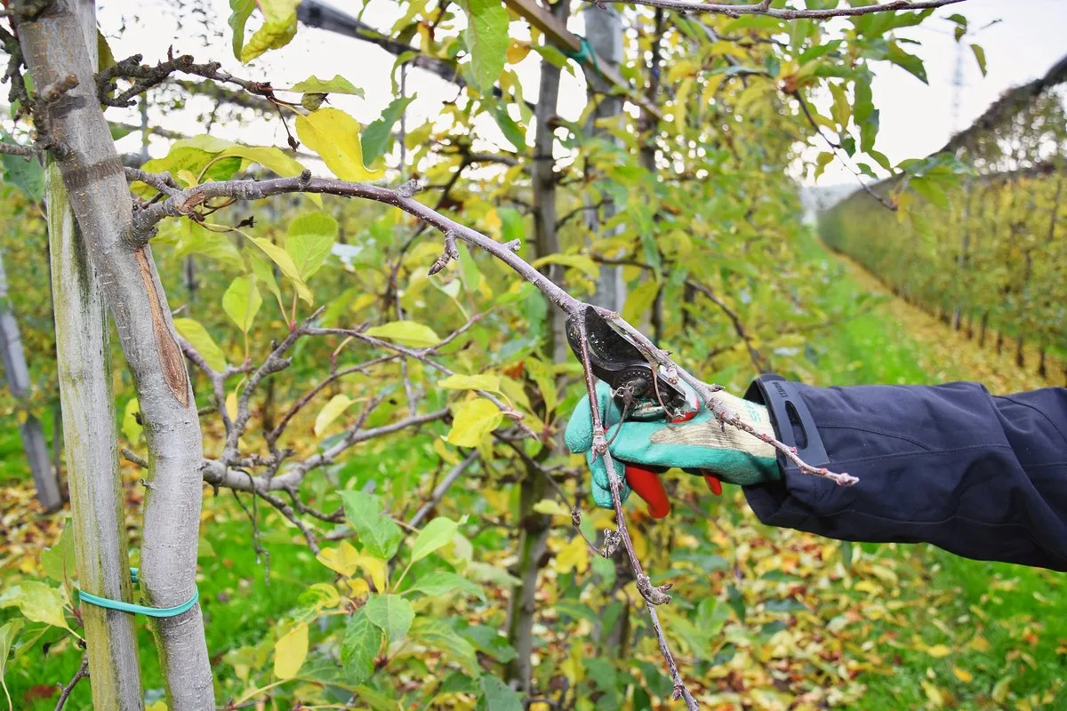 Ab November steht der Obstbaumschnitt an