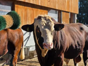 Ein Simmentaler mit dunkler Farbe. Die hat er von Übersee. Dort gibt es auch schwarze Simmentaler, doch die sind in der Schweiz nicht erwünscht.