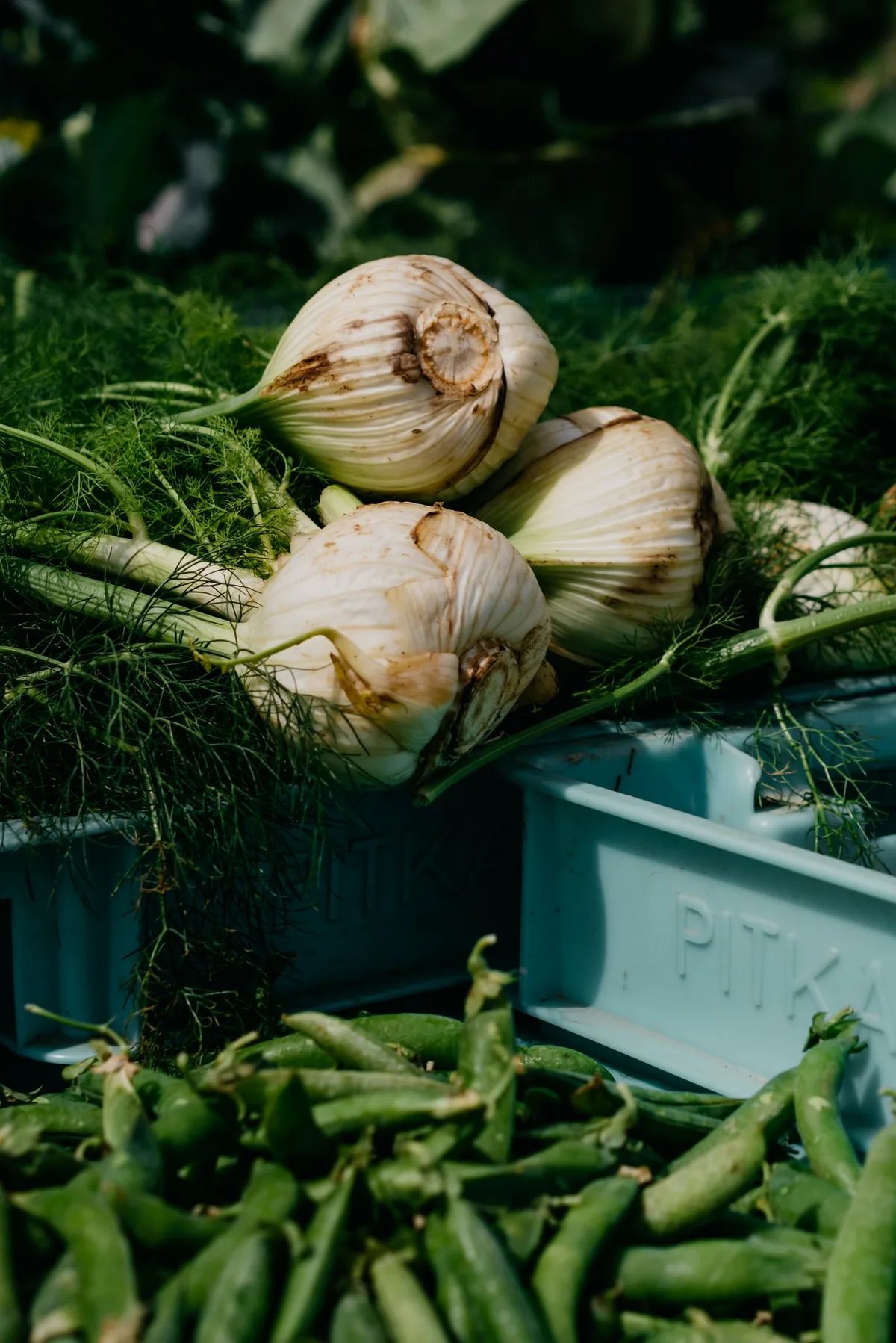 fenchel_pexels Fenchel: Eine Wohltat für den gesamten Organismus