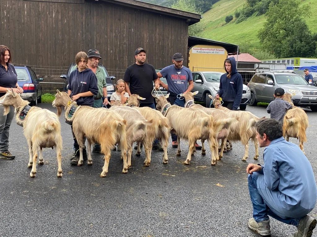 OS-E-32-Toggaeltere 400 Ziegen und 13 Rassen zu Gast in Sargans