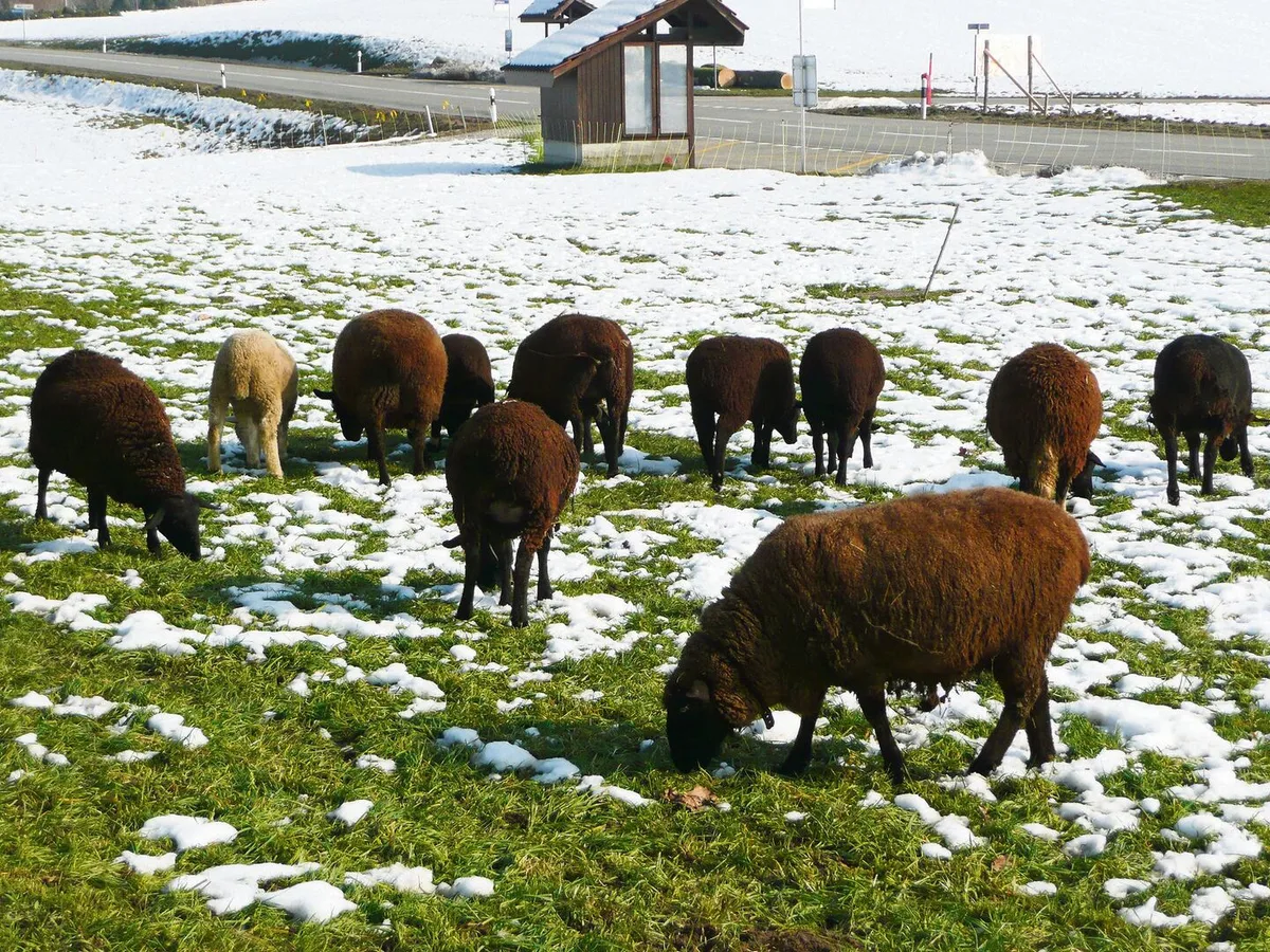 So gefällt es den Schafen auf der Winterweide