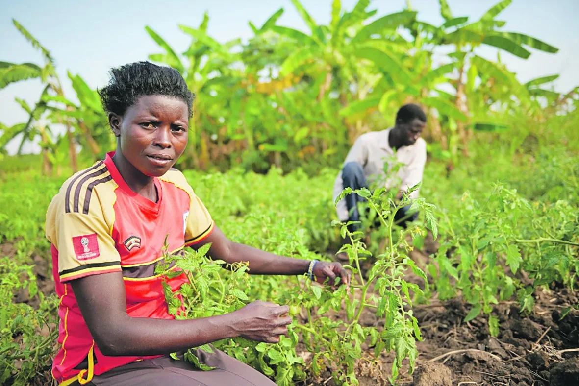 BZ-BET4-32-Projekt-neu-sjh Nach dem Krieg wird die Bevölkerung in Uganda durch Stärkung der Landwirtschaft unterstützt