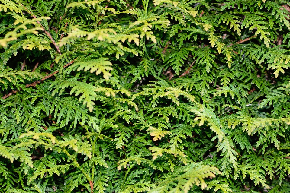 Statt die weit verbreitete Thuja-Hecke, die ein Neophyt ist, können einheimische Sträucher als Sichtschutz gepflanzt werden. (Bilder Pixabay)