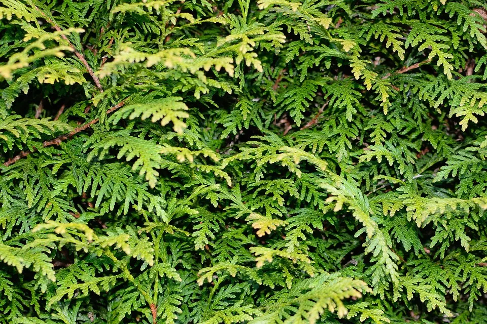 b75227856541fce4035ca0af3b5ea923b93e7666 Statt die weit verbreitete Thuja-Hecke, die ein Neophyt ist, können einheimische Sträucher als Sichtschutz gepflanzt werden. (Bilder Pixabay)