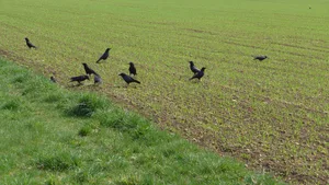 Mesurol schützte bis anhin die Saat vor Krähen. Bild: pixabay