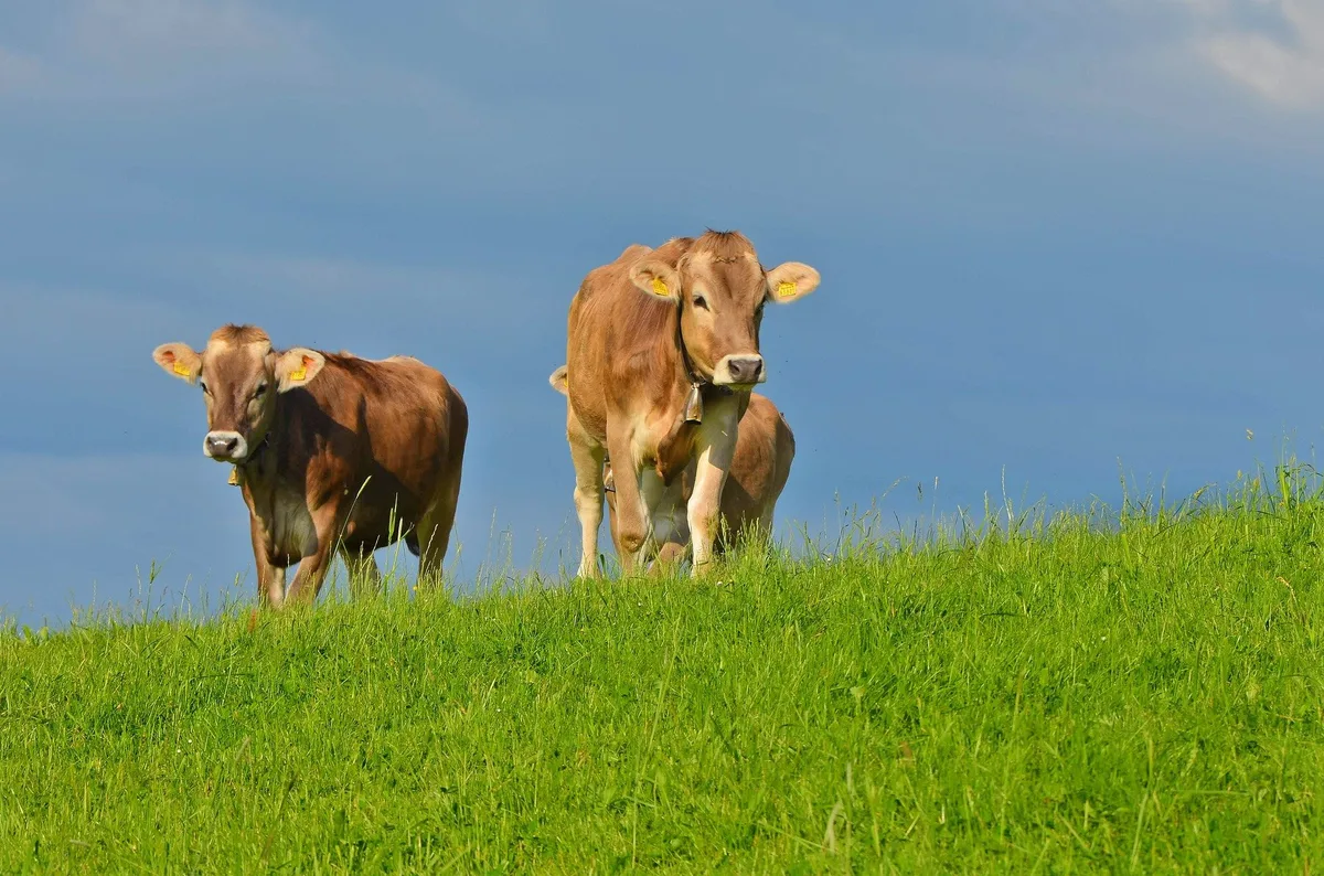 Bauern sollten von kleinerer Preisdifferenz zum Ausland profitieren, fordert Big-M