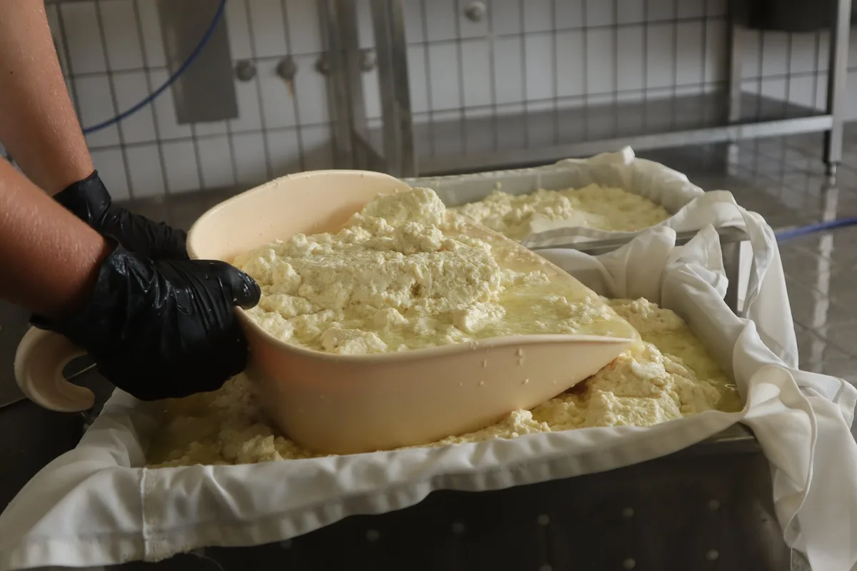die_sojamasse_wird_nach_dem_gerinnen_in_gefaesse_gepresst Simone Reinhart und Lukas Rösch verkaufen Regio-Tofu aus dem Thurgau