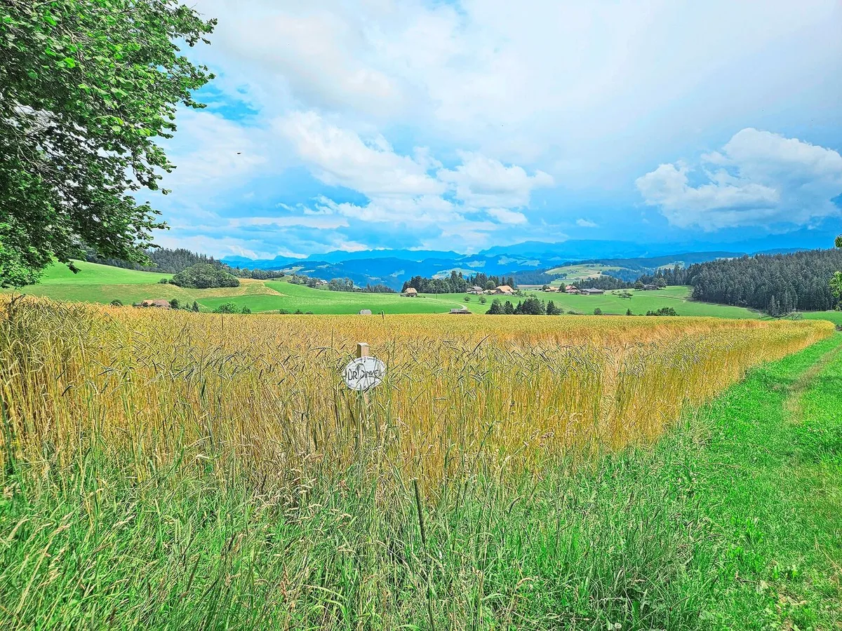 74601c4a7e3919d0591dfff363163890117585238da81f346c8e49dafe947d17 In Jahren wie 2024 treten agronomische Schwächen von Ostro und Oberkulmer besonders stark zu Tage. Ihre inneren Werte sprechen aber für sie.