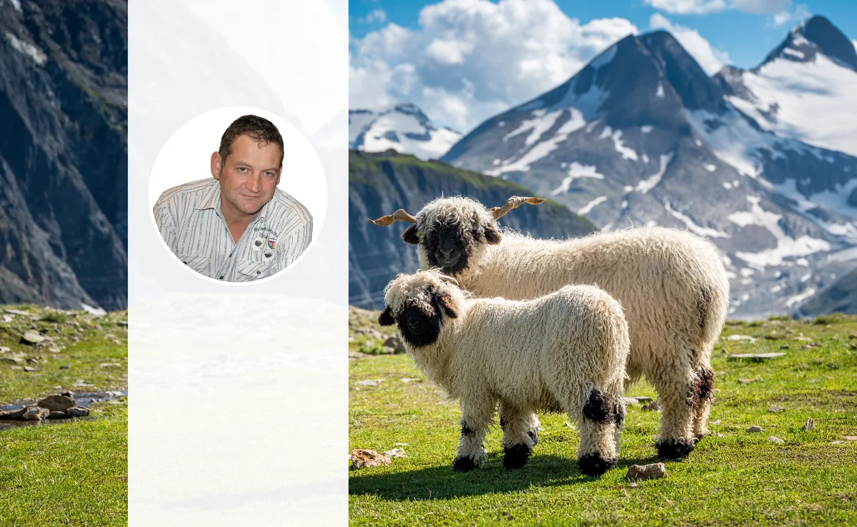 Walliser-Schwarznasenschaf_Zucht Das Porträt von Rolf Kalbermatten vor dem Bild zweier Schwarznasenschafen auf der Alp.