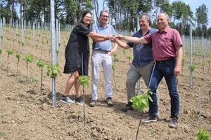 Catherine Röthlin, Thomas Wettach, Jürg Schönenberger und Hans Naegeli (v. l. n. r.) stossen in der Neuanlage auf den erfolgreichen Start der neuen robusten Rebsorte Muscaris an.