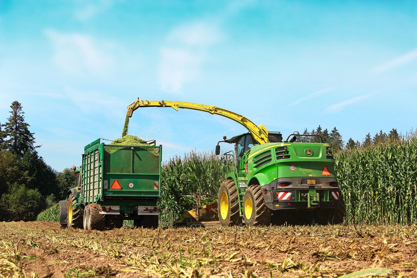 Bei Stay-Green-Sorten bleibt der Stängel optisch länger grün, reift aber trotzdem ab. Davon darf man sich für die Erntezeitpunktbestimmung nicht täuschen lassen.