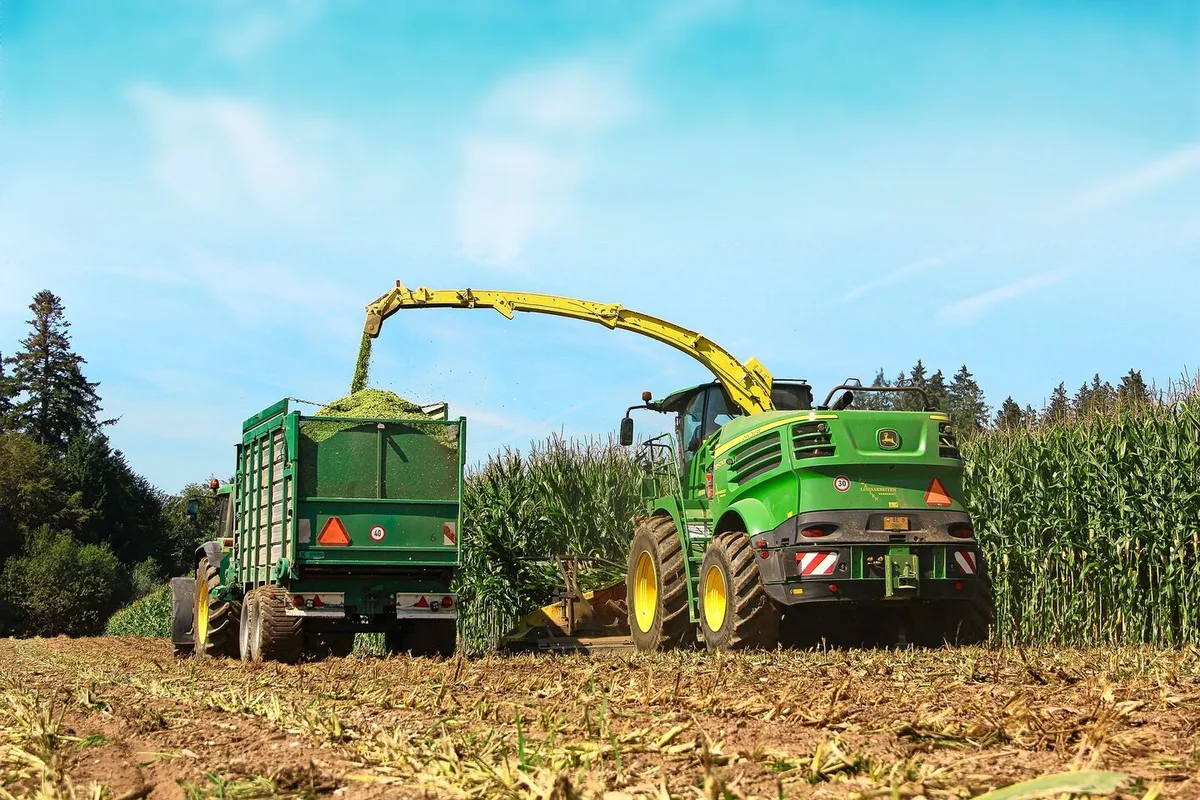 acf48feaec25d9ef0cdb28ba193df9e19b81ce4f1e408e67db3c1bb8401f94f6 Bei Stay-Green-Sorten bleibt der Stängel optisch länger grün, reift aber trotzdem ab. Davon darf man sich für die Erntezeitpunktbestimmung nicht täuschen lassen.