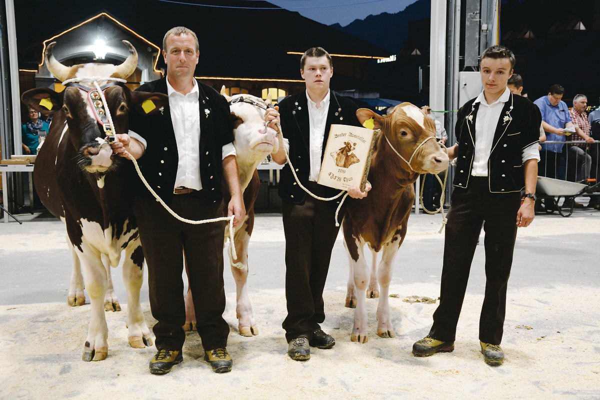 Rolf Dummermuths Gruppe brillierte. Der SF-Züchter, der selber als Experte im Einsatz stand, liess sich seine Stiere vorführen und gewann in Thun den Titel «Bester Aussteller».  (Bilder Simone Barth)