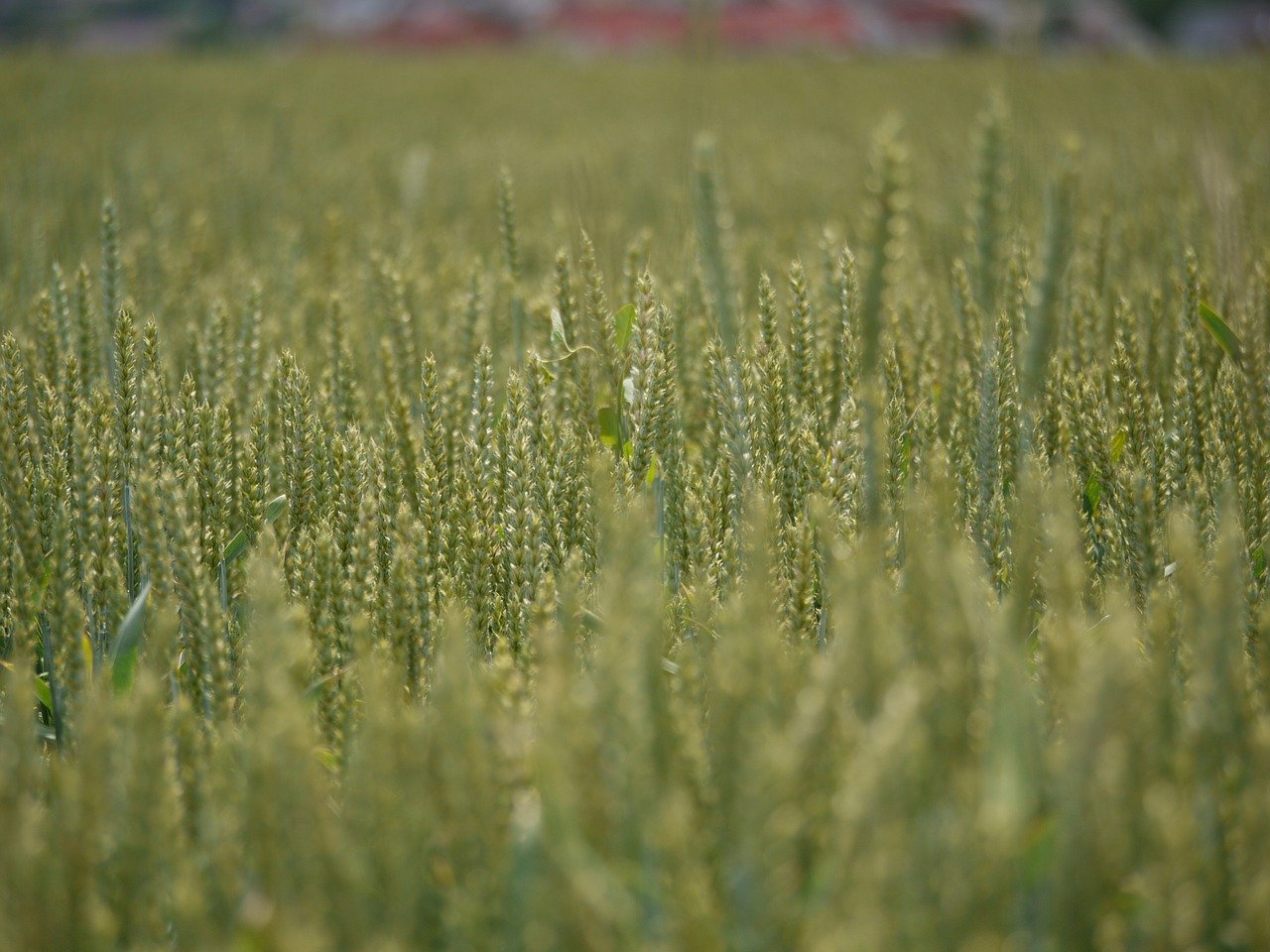 Wegen der tiefen Preise ist es oft attraktiver, Brot- statt Futterweizen anzubauen. Das erklärte Ziel wären 20'000 Hektaren. (Bild MonikaP / Pixabay)
