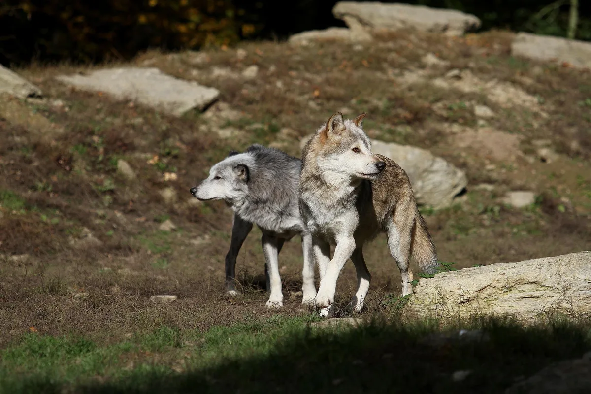 wolves-2907876_1920 Petition zur Regulierung des Beverinrudels lanciert