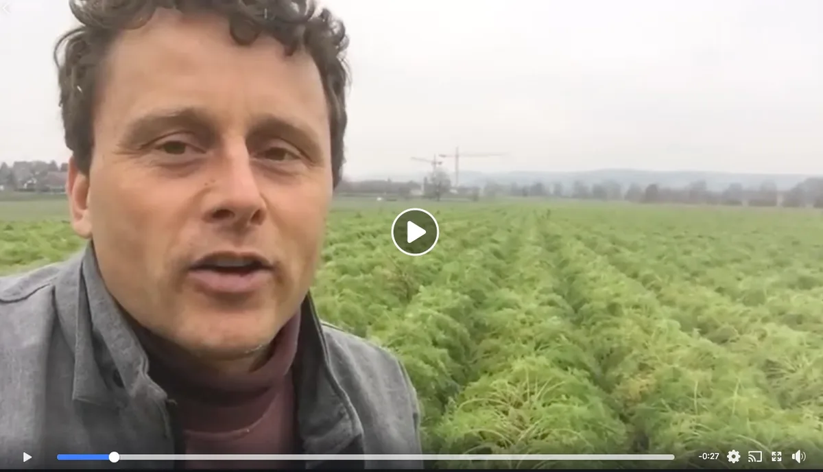 f0ab97da466ffa03551b8a7607e39c55daf34efc Für die Ernte war es zu nass auf dem Feld von Bauer Daniel Maag: Per Video machte er darauf aufmerksam, dass man sich die Rüebli nun gratis holen dürfe. (Bild Screenshot Facebook)