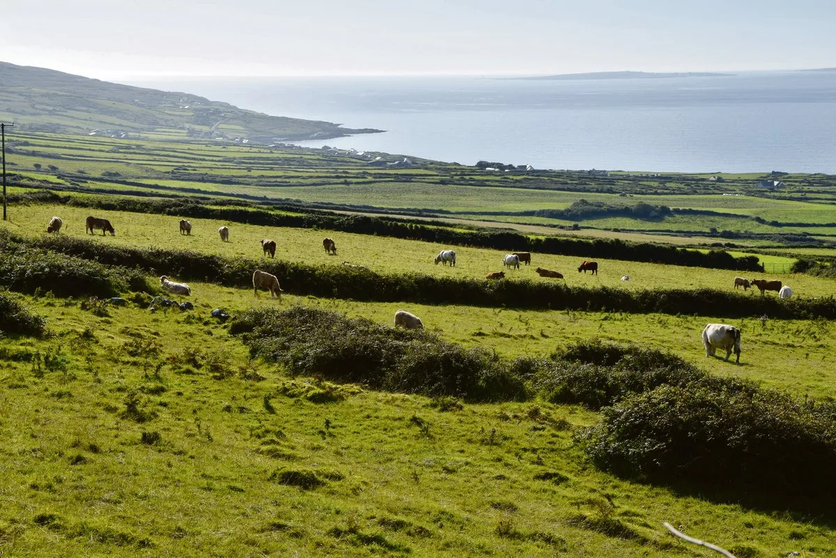 4e1b44ce920ed705fd7044c113f0d9dc08491a68 Irland ist bekannt für seine immergrünen Weiden, die 85% der landwirtschaftlichen Flächen ausmachen. (Bild Katrin Erfurt)