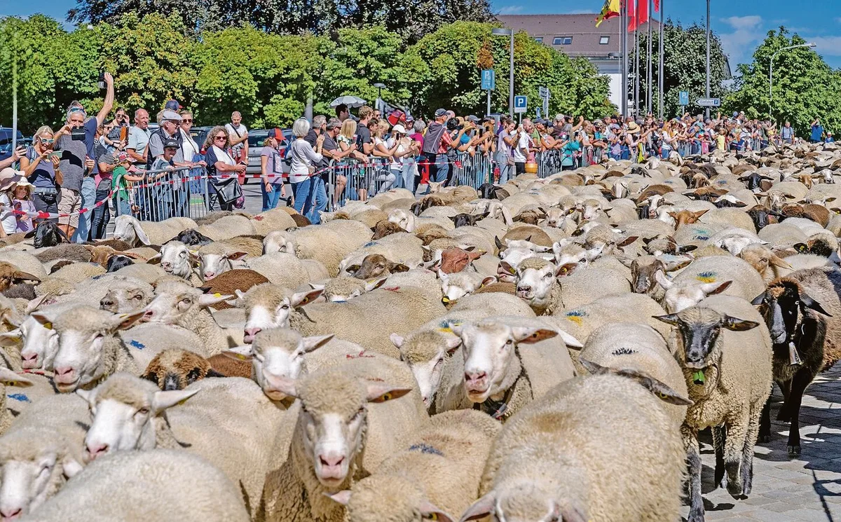 6f3e57ff34141240fc60676bce6827d8c6bbfd9f5cfac9615a0ee4087f0f13fc Sehr viele Schafe und noch viel mehr Menschen füllten die Strassen in Einsiedeln.