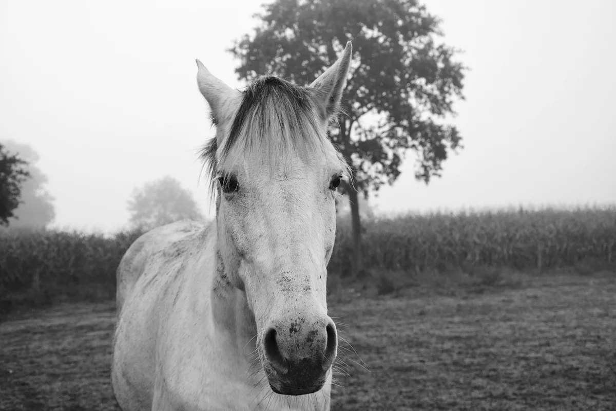 49573ed5aeb583056d42245a9ab3a8ae1d74d77b Dem Tierhalter aus Hefenhofen sollen noch 3000 Franken gezahlt werden – der Erlös aus dem Verkauf seiner Pferde. Darüber müssen aber noch die kantonalen Instanzen entscheiden. (Symbolbild Pixabay)