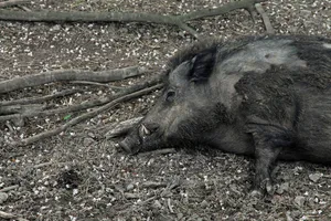 Die ASP endet für Schweine normalerweise tödlich. Daher wird nun intensiv nach Wildschweinkadavern gesucht. (Symbolbild Pixabay)