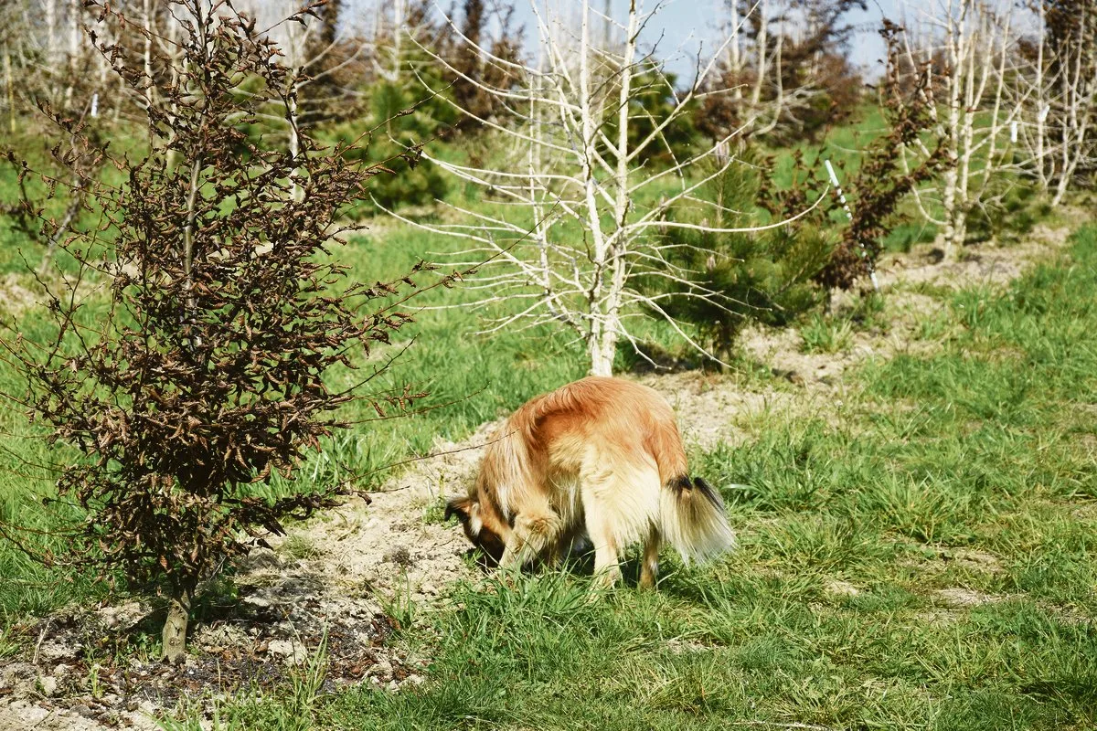 3b9129c495d22694d7f6bcb2fb9912ec526eb934 Hier darf er graben: Pyrenäenschäferhund «Milou» wird zum Trüffelhund ausgebildet und soll in Zukunft die Pilz-Ernte aus der Erde holen.(Bild uok)