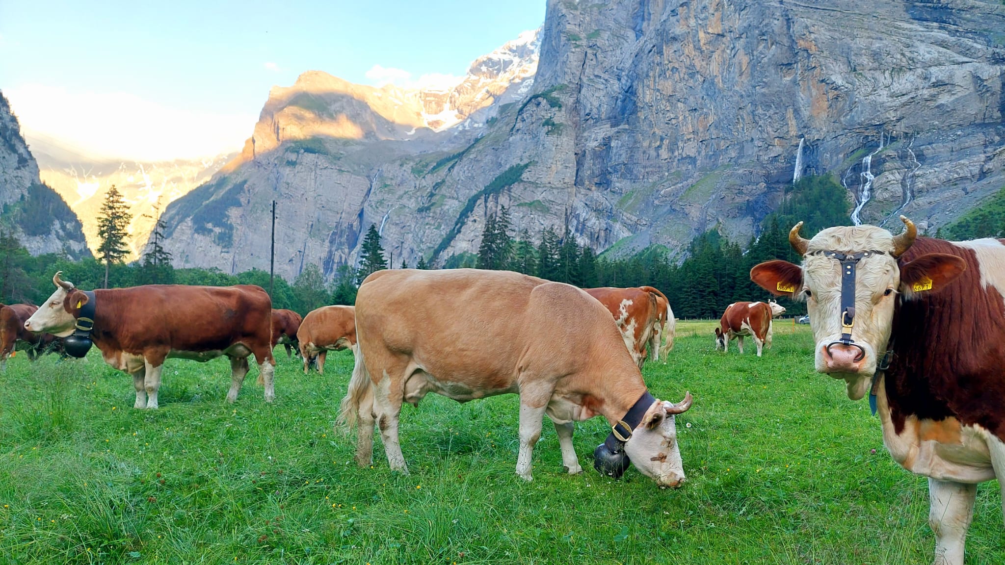 Amylou geniesst die kühlen Nächte auf der Alp im Gasterntal
