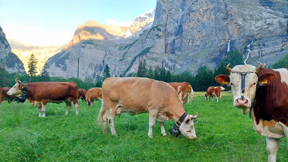 Amylou geniesst die kühlen Nächte auf der Alp im Gasterntal