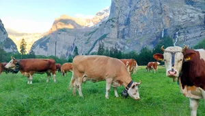 Ryters Flavio Amylou zufrieden auf der Alp im Gasterntal. Zurzeit sind die Tiere nachts auf der Weide.