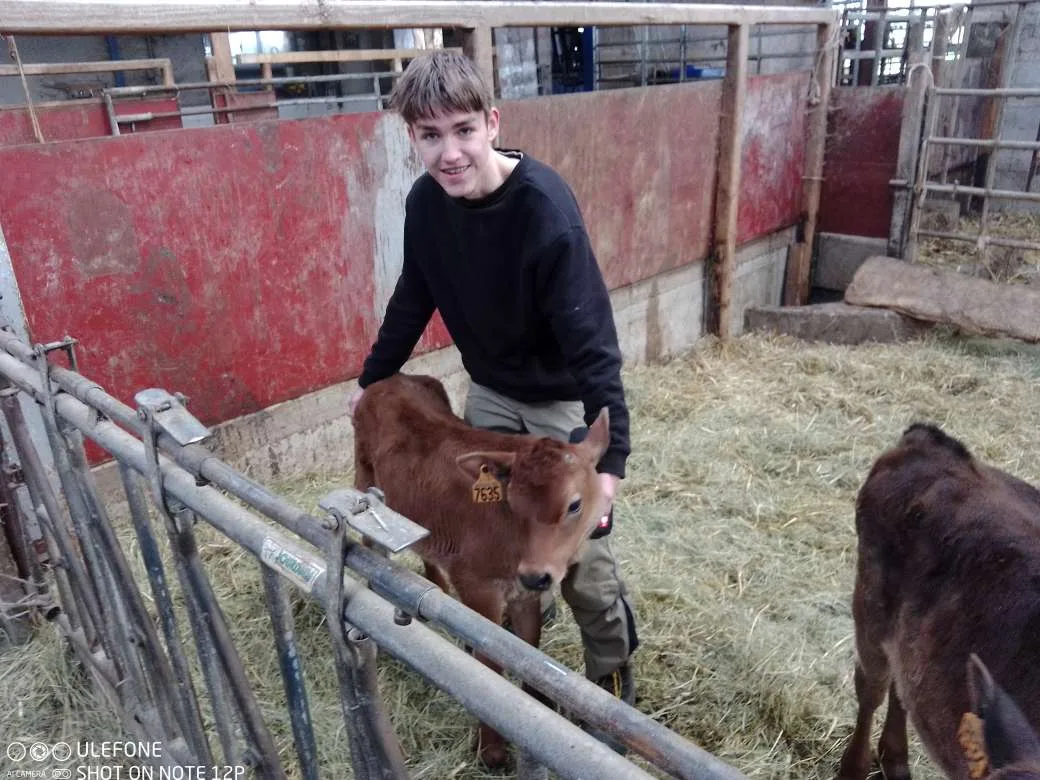 «Sie konnte ihr Kalb nicht rausdrücken»
