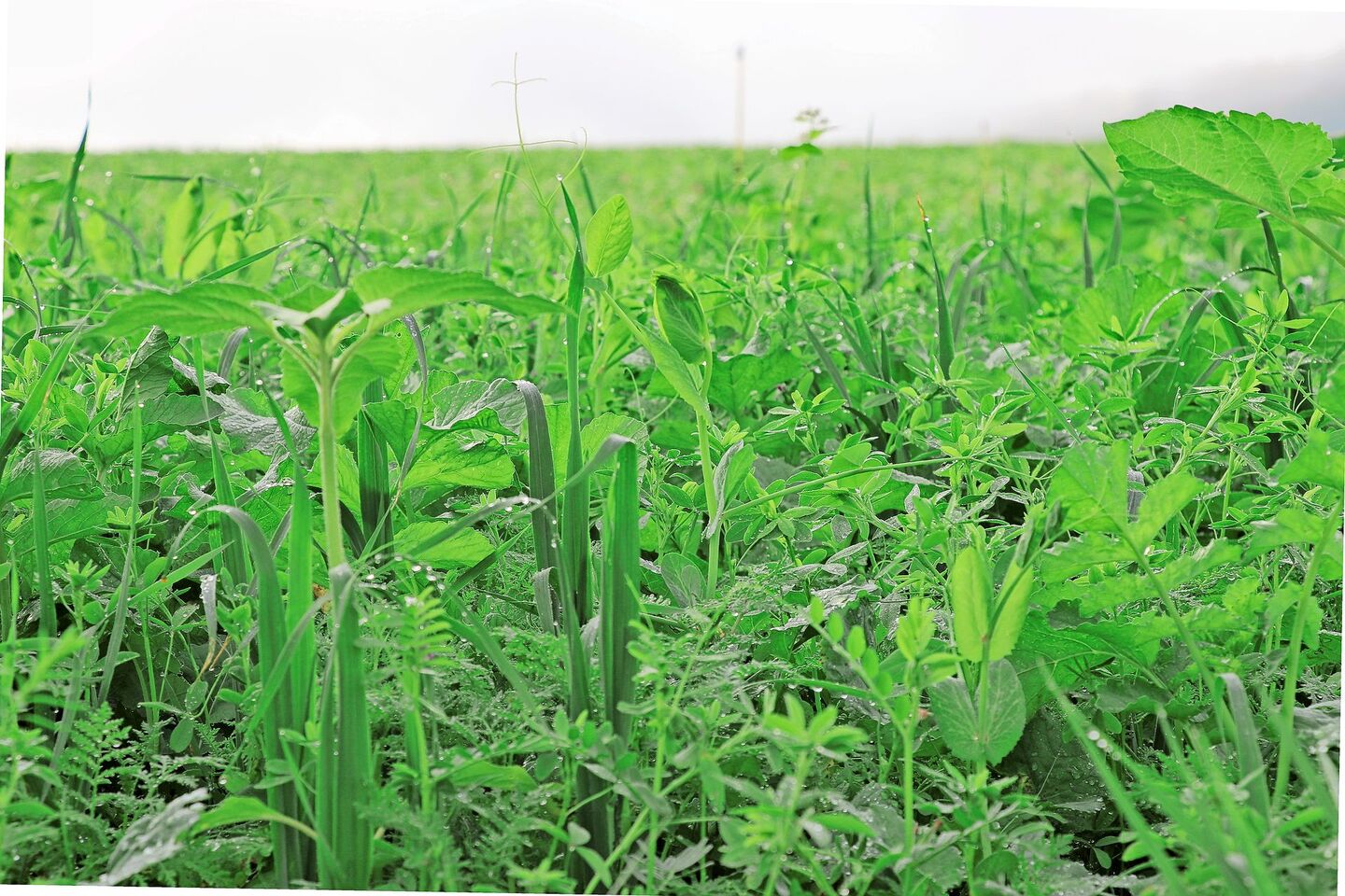 Gründüngungen seien keine Blühstreifen und müssten daher vor der Blüte abgestoppt und zur Flächenrotte gebracht werden.